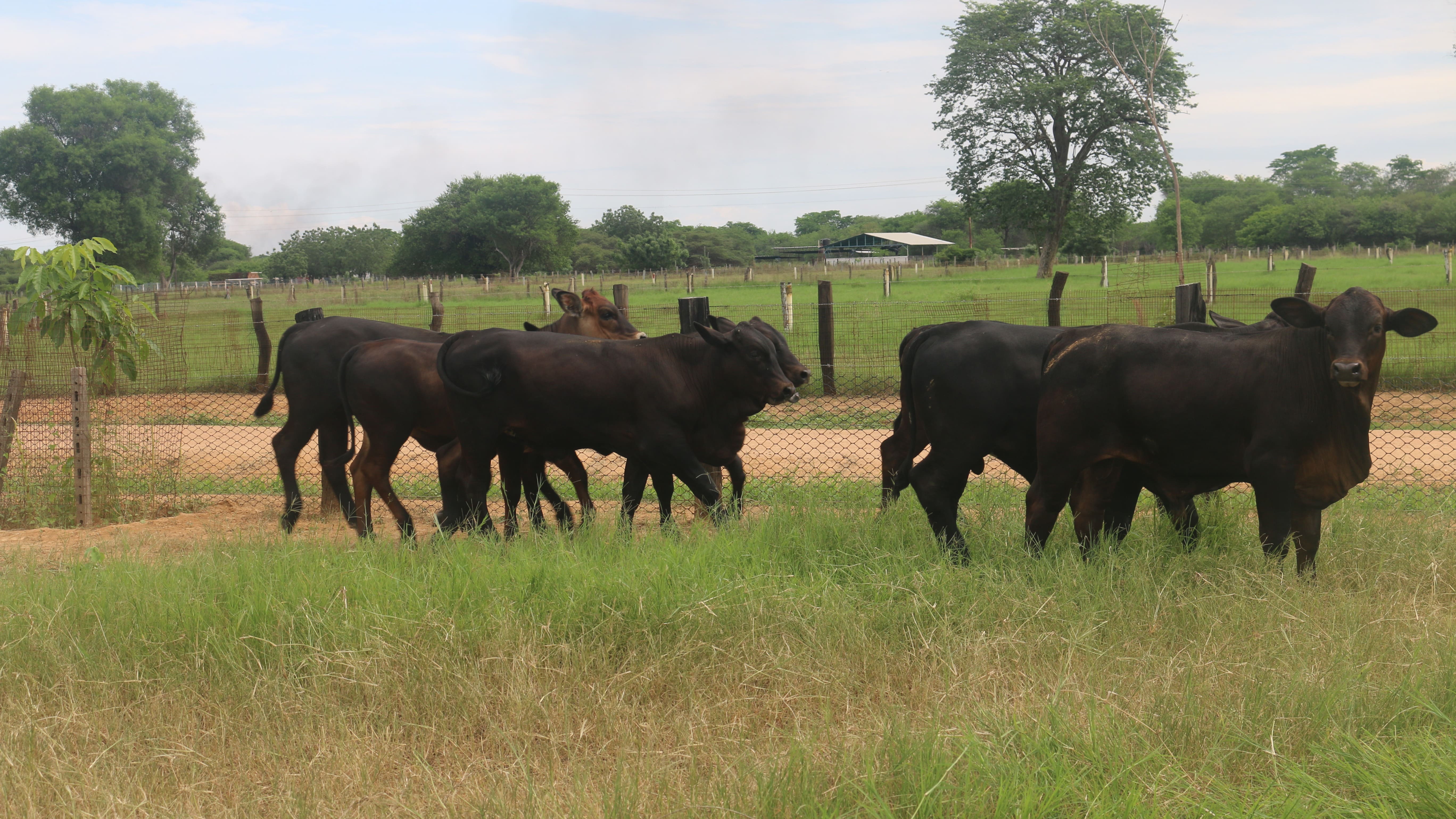 Expansión y Diversificación